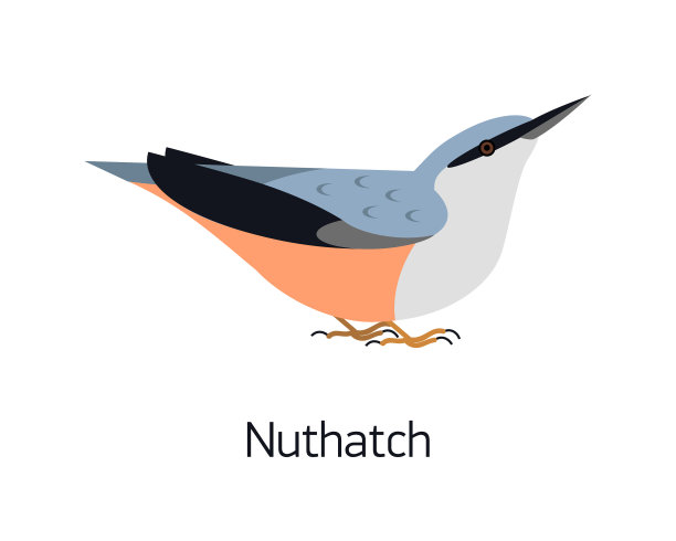 胡桃孤立在白色的背景可爱的小图片下载