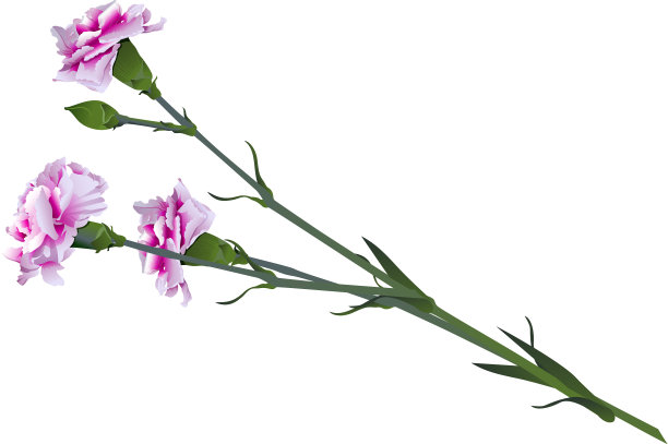 红色和白色康乃馨花束孤立上图片下载