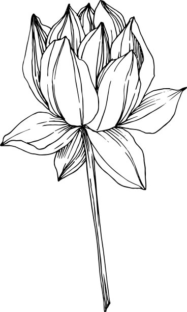 荷花，植物花黑色和图片下载