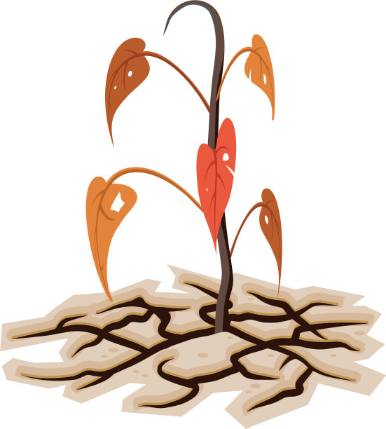 干裂土地中垂死的植物或树木图片下载