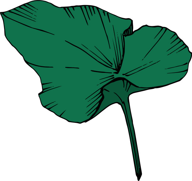 荷花，植物花黑色和图片下载