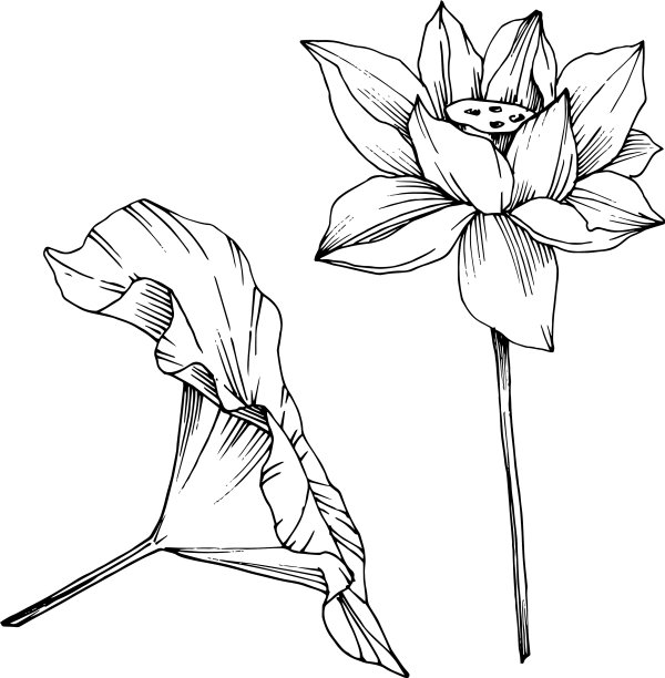 荷花，植物花黑色和图片下载