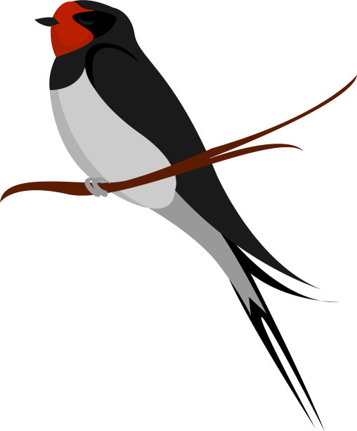 白色背景上的小燕子图片下载