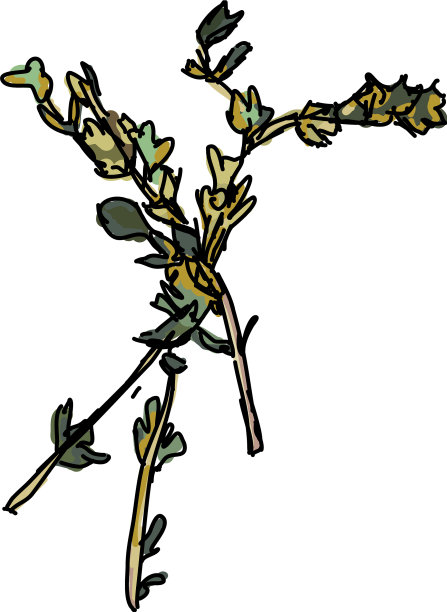 百里香画在白色的背景图片下载