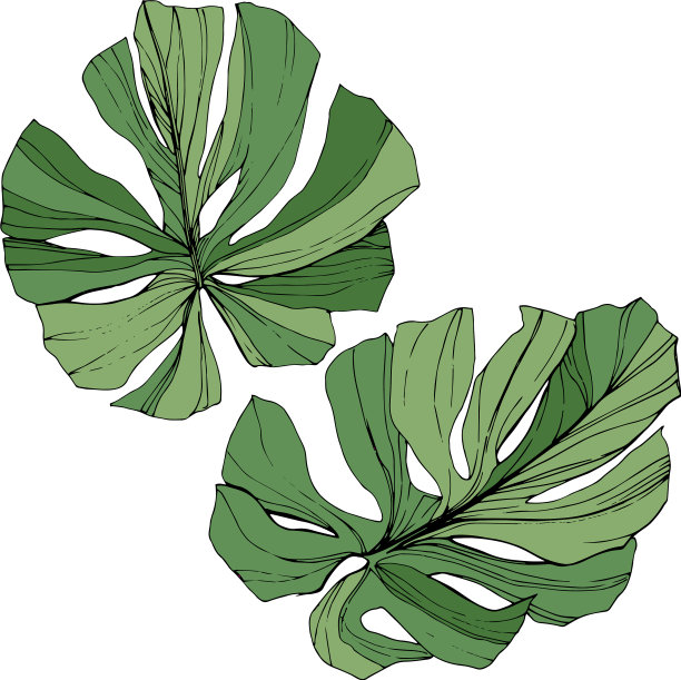 异国情调的热带夏威夷夏季绿色图片下载