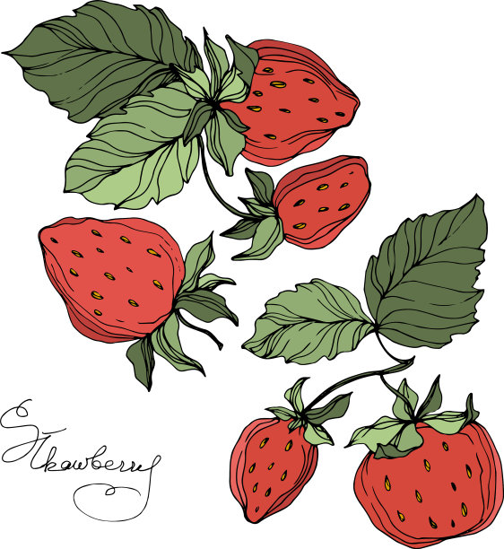 草莓果实绿，叶红图片下载