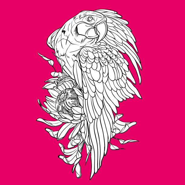 鸟鹦鹉森林翅膀图片下载