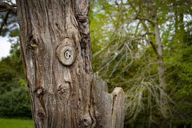 一棵冷杉的打结的树干图片下载