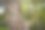 一棵冷杉的打结的树干图片下载
