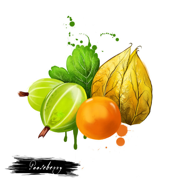 在白色背景上孤立的醋栗果。罗纹罗纹，罗纹罗纹种，罗纹罗纹科。美味的水果彩色绘画与颜料的泼洒和滴。数字艺术图片下载