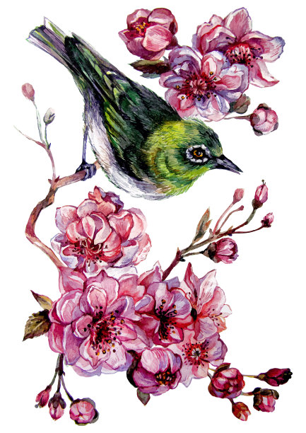 水彩白眼睛鸟图片下载