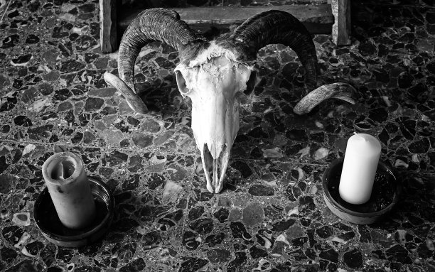 印度山羊颅骨图片下载