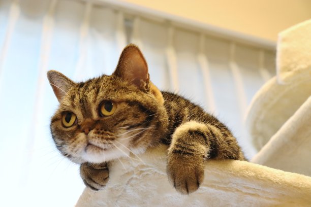 一只非常可爱的小猫可以靠在上面看。图片下载