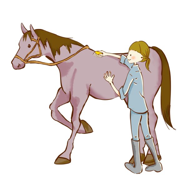 女孩正在刷棕色的马图片下载