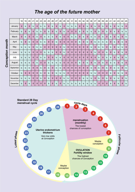 怀胎怀胎历等宝宝图片下载