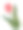 花与郁金香花图片下载