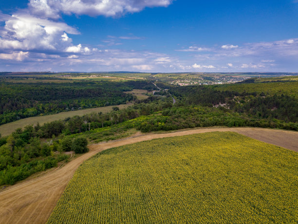 空中飞过盛开的黄色向日葵田，碧空无云。蓝天下的向日葵和白云。精彩的无人机生态概念照片图片下载