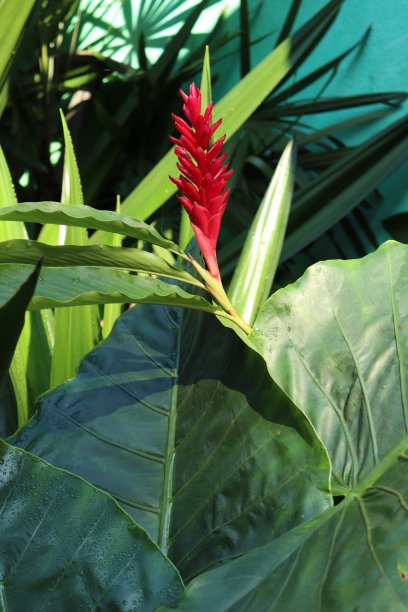 巴西的红姜花图片下载