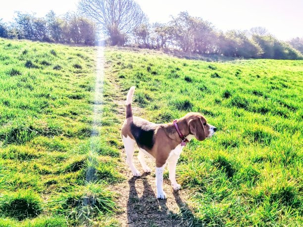 遛狗的小猎犬图片下载