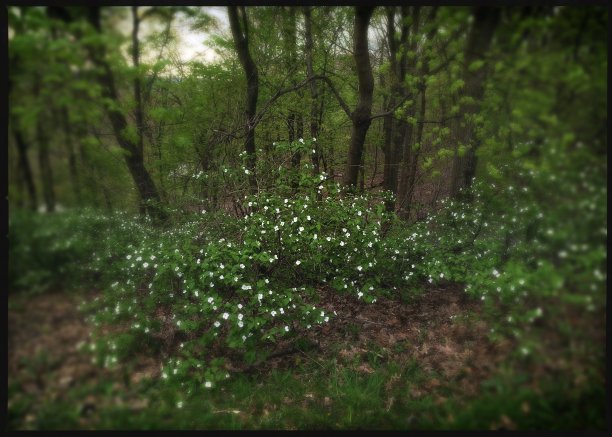 森林中的假橘丛图片下载