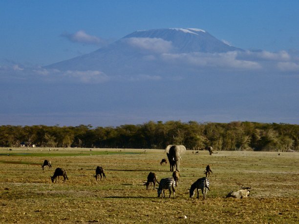 乞力马扎罗山俯瞰着野生动物图片下载
