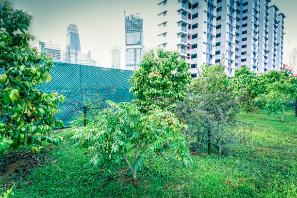 新加坡唐人街现代公寓屋顶热带花园的奥塔海特苹果树图片下载