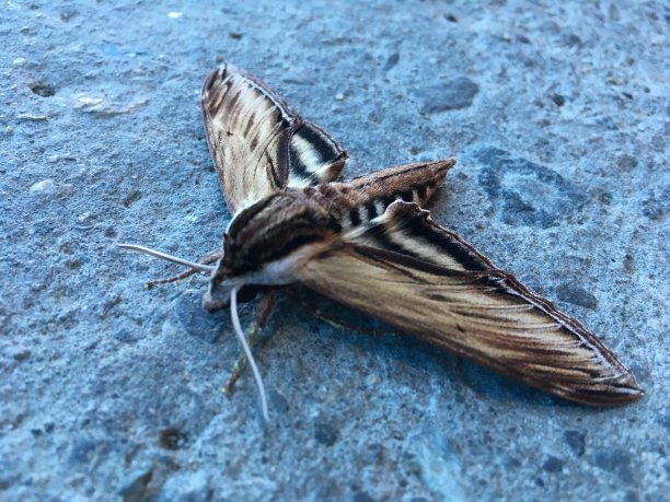 毛茸茸的蛾子图片下载