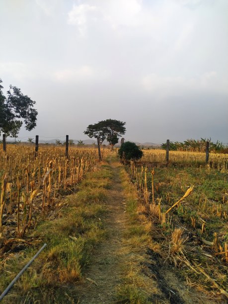 田野中央的一棵树图片下载