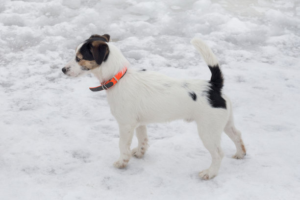 可爱的杰克罗素小犬在橙色狗项圈站在冬季公园。宠物的动物。图片下载