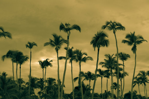 多米尼加共和国蓬塔卡纳巴瓦罗海滩的一棵椰子树图片下载