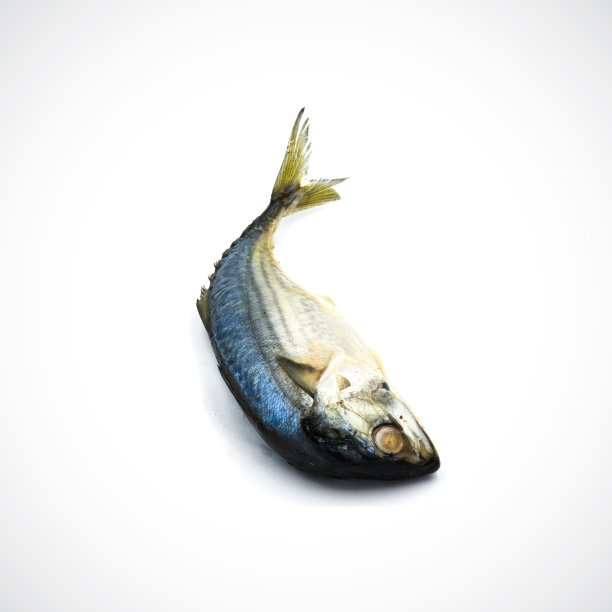 白背景上孤立的蒸鲭鱼。图片下载