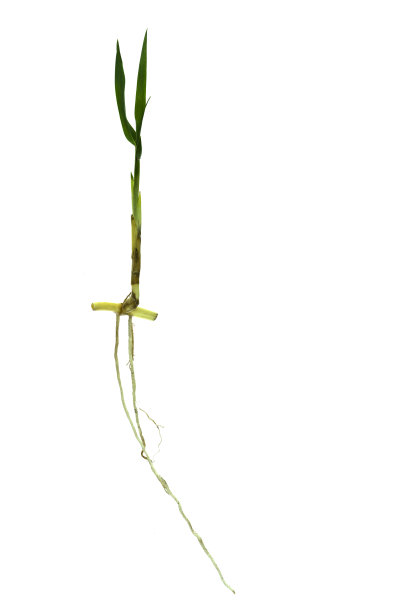 根，根系孤立在白色背景上的草类植物。图片下载