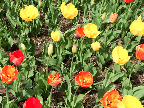 橙色黄色图布里图片下载