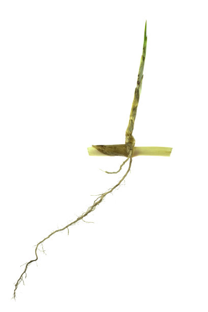 根，根系孤立在白色背景上的草类植物。图片下载