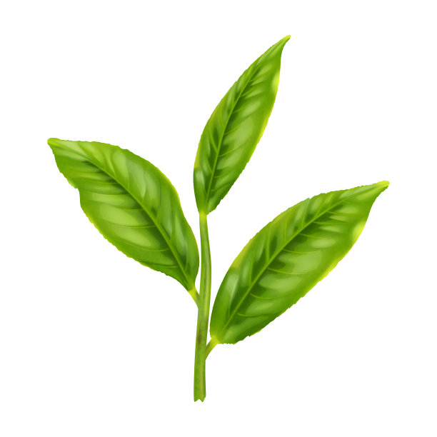 绿茶的叶子图片下载