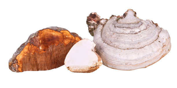 Fomes fomentarius是一种蘑菇图片下载