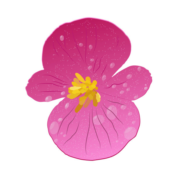 粉红色的花，白色的花上有水滴图片下载