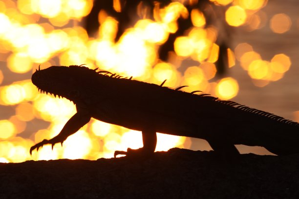 鬣蜥轮廓图片下载