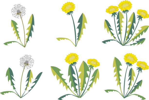 设置蒲公英在白色的背景图片下载