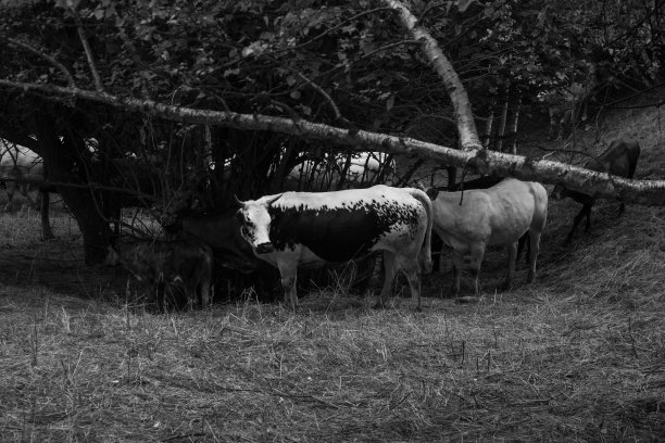 放牧的牛图片下载