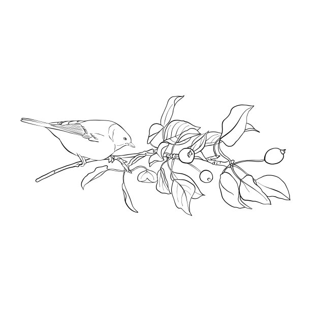 鸟在树枝上图片下载