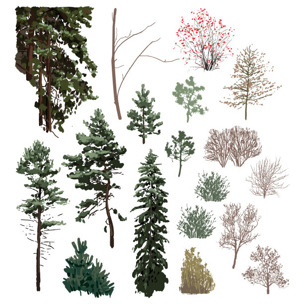 收集不同高度的针叶树图片下载