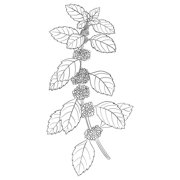 薄荷的花图片下载