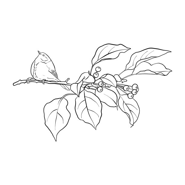 鸟在树枝上图片下载