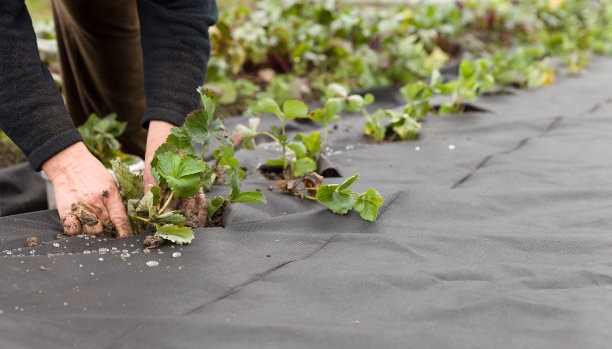 一个女人的手与草莓植物种植他们在一个草莓农场的土地上的特写。健康的生活方式图片下载