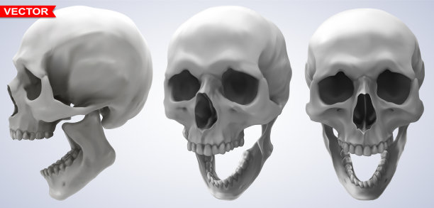 详细的图形逼真的人类头骨设置图片下载