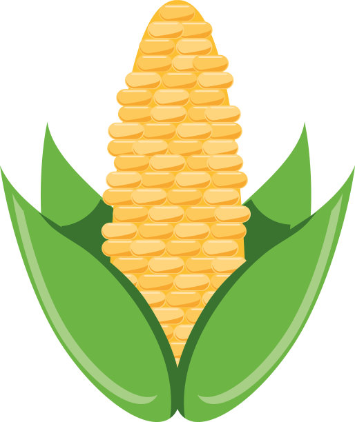 白色背景下的甜玉米图片下载