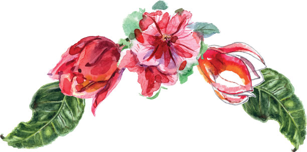 来自不同花朵的水彩花束图片下载