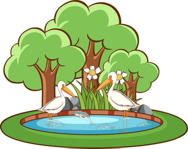 白色背景上的鹈鹕鸟图片下载