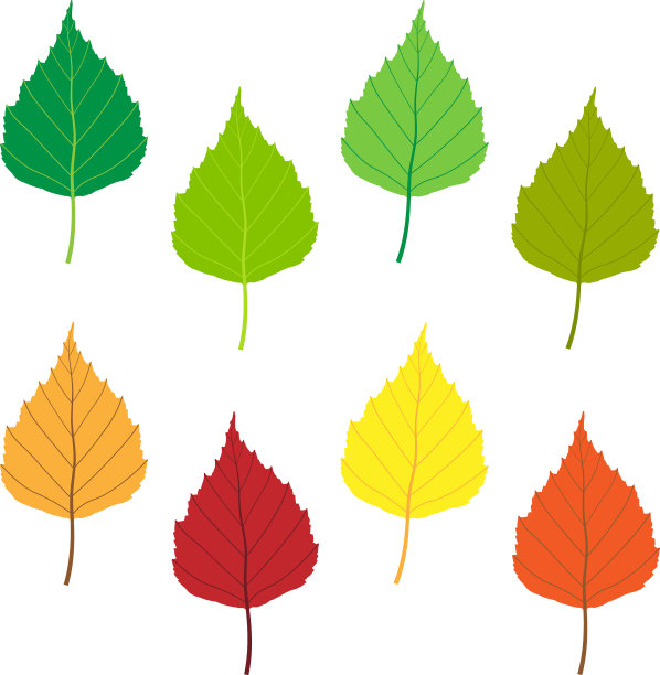 桦树的叶子图标形状设置不同的颜色图片下载